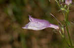 Longsepal beardtongue